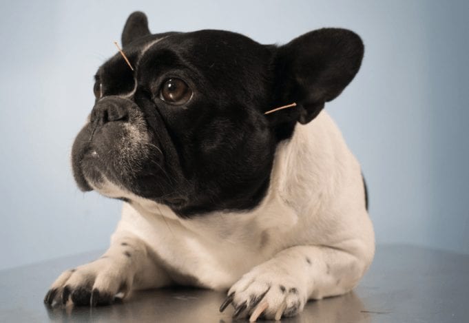 Acupuntura-veterinaria-1